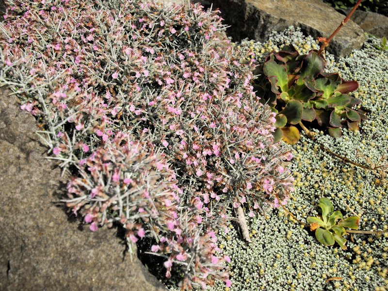 Teucrium subspinosum